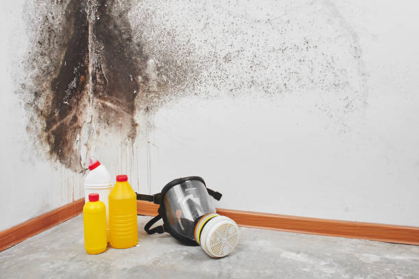 Best Home Mold Removal  in Lambertville, MI