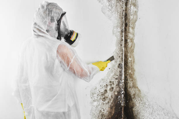 Professional Mold Removal in Lambertville, MI