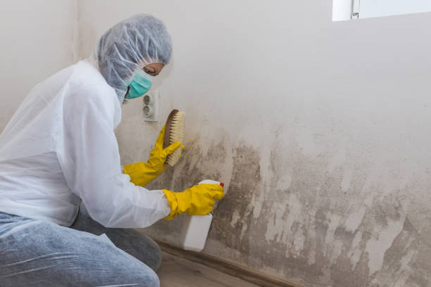 Best Mold Removal Near Me  in Lambertville, MI