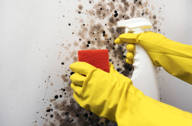 Office Mold Removal Services in Lambertville, MI