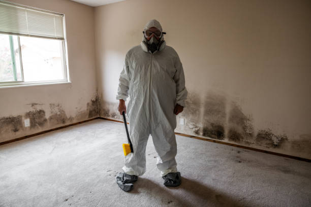 Best Toxic Mold Removal  in Lambertville, MI