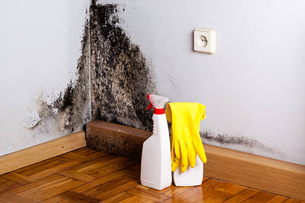 Home Mold Removal in Lambertville, MI