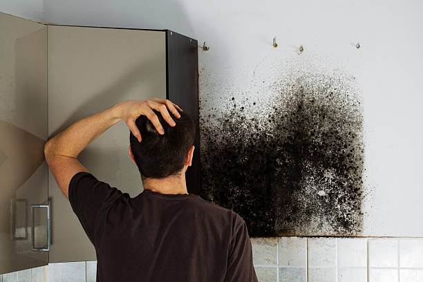 Best Residential Mold Removal  in Lambertville, MI