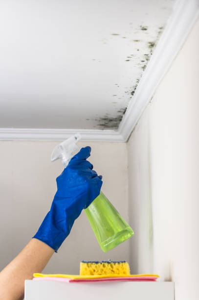 Best Mold Removal Near Me  in Lambertville, MI